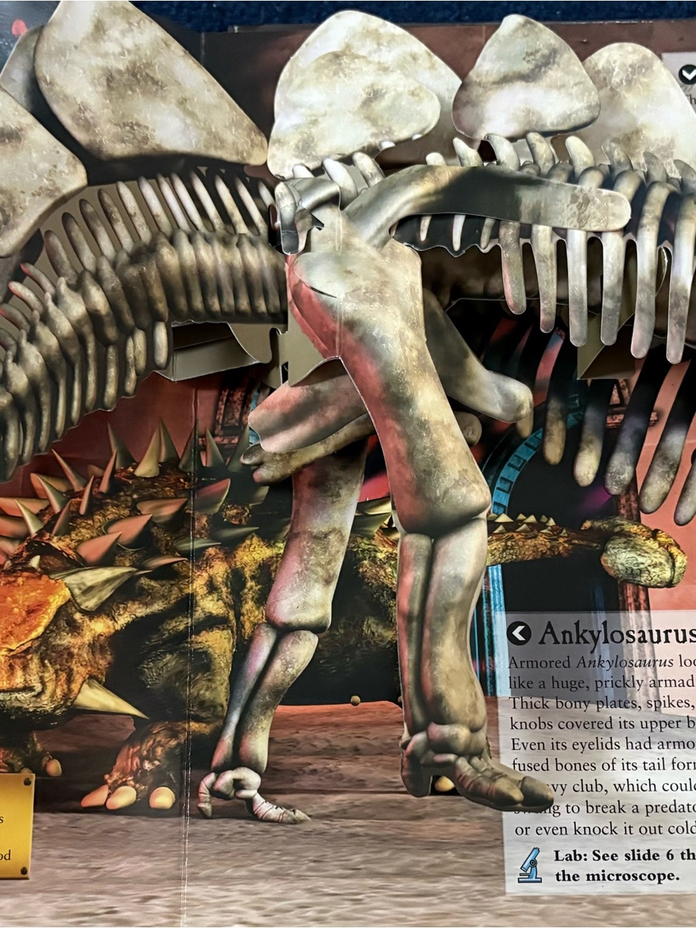 The Dinosaur Museum National Geographic Book - Picture 4 of 5